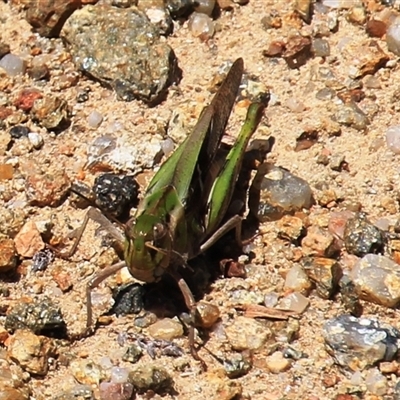 Gastrimargus musicus (Yellow-winged Locust or Grasshopper) at Denman Prospect, ACT - 20 Dec 2024 by Jennybach