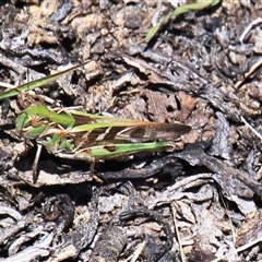 Unidentified Grasshopper, Cricket or Katydid (Orthoptera) at Denman Prospect, ACT - 20 Dec 2024 by Jennybach