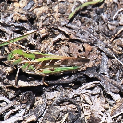 Oedaleus australis (Australian Oedaleus) at Denman Prospect, ACT - 20 Dec 2024 by Jennybach