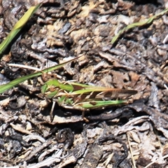 Oedaleus australis at Denman Prospect, ACT - 20 Dec 2024