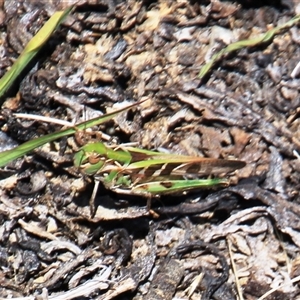 Oedaleus australis at Denman Prospect, ACT - 20 Dec 2024 11:49 AM