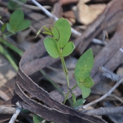 Glycine tabacina (Variable Glycine) at Denman Prospect, ACT - 20 Dec 2024 by Jennybach