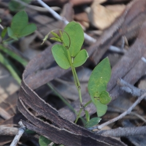 Glycine tabacina at Denman Prospect, ACT - 20 Dec 2024 11:38 AM