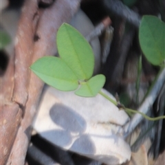 Glycine tabacina at Denman Prospect, ACT - 20 Dec 2024 11:38 AM