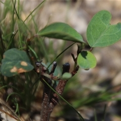 Indigofera australis subsp. australis (Australian Indigo) at Denman Prospect, ACT - 20 Dec 2024 by Jennybach