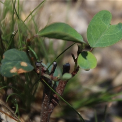 Indigofera australis subsp. australis (Australian Indigo) at Denman Prospect, ACT - 20 Dec 2024 by Jennybach