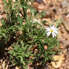 Vittadinia muelleri (Narrow-leafed New Holland Daisy) at Denman Prospect, ACT - 20 Dec 2024 by Jennybach