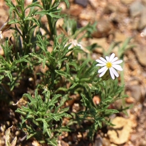 Vittadinia muelleri (Narrow-leafed New Holland Daisy) at Denman Prospect, ACT by Jennybach