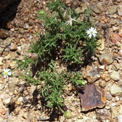 Vittadinia muelleri at Denman Prospect, ACT - 20 Dec 2024