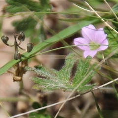 Geranium solanderi var. solanderi at Denman Prospect, ACT - 20 Dec 2024 by Jennybach