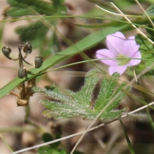 Geranium sp. at Denman Prospect, ACT - 20 Dec 2024 12:13 PM