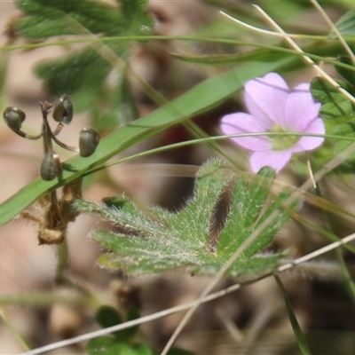 Geranium sp. (Geranium) at Denman Prospect, ACT - 20 Dec 2024 by Jennybach