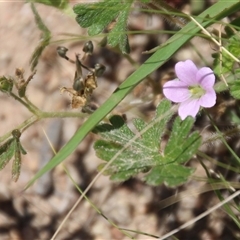 Geranium sp. at Denman Prospect, ACT - 20 Dec 2024