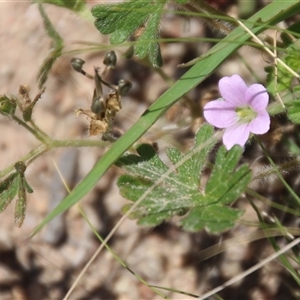 Geranium sp. at Denman Prospect, ACT - 20 Dec 2024 12:13 PM