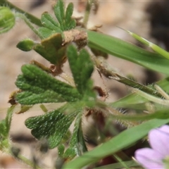 Geranium sp. at Denman Prospect, ACT - 20 Dec 2024 12:13 PM