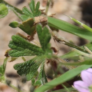 Geranium sp. at Denman Prospect, ACT - 20 Dec 2024