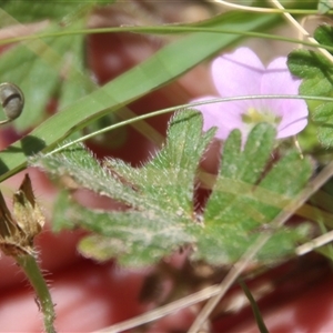 Geranium sp. at Denman Prospect, ACT - 20 Dec 2024 12:13 PM