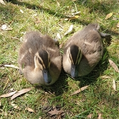 Anas superciliosa (Pacific Black Duck) at Bullocks Flat, NSW - 21 Dec 2024 by Jeanette