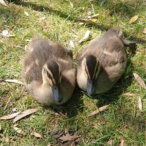 Anas superciliosa (Pacific Black Duck) at Bullocks Flat, NSW by Jeanette