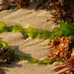 Ulva lactuca at Port Macquarie, NSW - 20 Oct 2013 by AlisonMilton