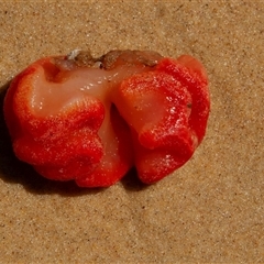 Unverified Marine Invertebrate at Port Macquarie, NSW - 19 Oct 2013 by AlisonMilton
