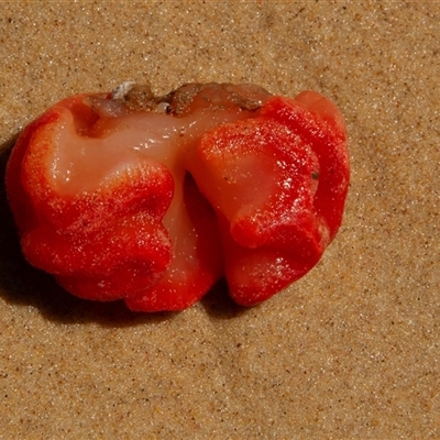 Unverified Marine Invertebrate at Port Macquarie, NSW - 19 Oct 2013 by AlisonMilton