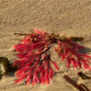 Unidentified Marine Alga & Seaweed at Port Macquarie, NSW by AlisonMilton