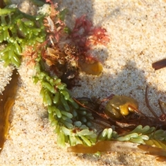 Unidentified Marine Alga & Seaweed at Port Macquarie, NSW - 21 Oct 2013 by AlisonMilton