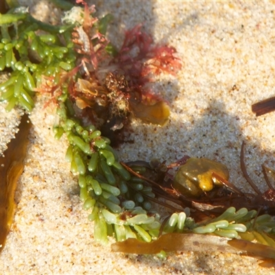 Unidentified Marine Alga & Seaweed at Port Macquarie, NSW - 21 Oct 2013 by AlisonMilton