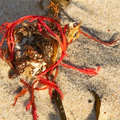 Unverified Marine Alga & Seaweed at Port Macquarie, NSW - 21 Oct 2013 by AlisonMilton