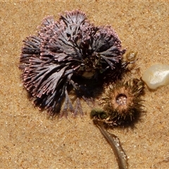 Unidentified Marine Alga & Seaweed at Port Macquarie, NSW - 19 Oct 2013 by AlisonMilton