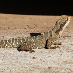 Intellagama lesueurii lesueurii (Eastern Water Dragon) at Port Macquarie, NSW - 19 Oct 2013 by AlisonMilton