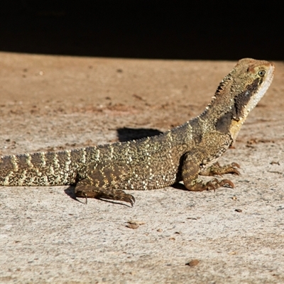 Intellagama lesueurii lesueurii (Eastern Water Dragon) at Port Macquarie, NSW - 19 Oct 2013 by AlisonMilton