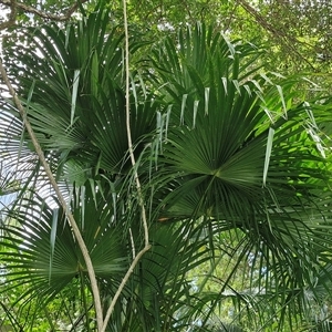 Livistona australis at Stanmore, QLD - suppressed