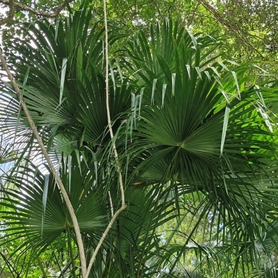 Unidentified Other Tree at Stanmore, QLD - 28 Dec 2024 by trevorpreston