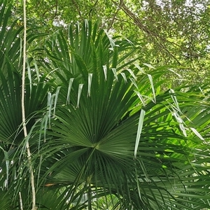 Livistona australis at Stanmore, QLD - suppressed