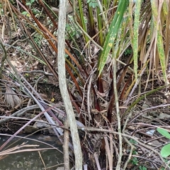 Livistona australis at Stanmore, QLD - suppressed