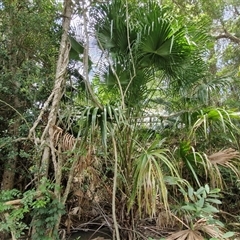 Livistona australis at Stanmore, QLD - 28 Dec 2024