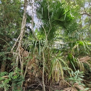 Livistona australis at Stanmore, QLD - suppressed