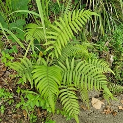 Unidentified Fern or Clubmoss at Stanmore, QLD - 28 Dec 2024 by trevorpreston