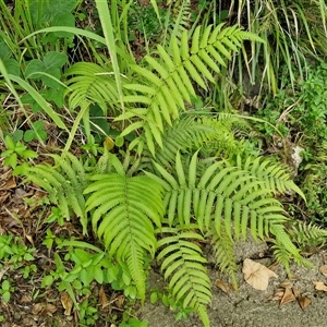 Unidentified Fern or Clubmoss at Stanmore, QLD by trevorpreston