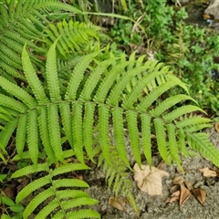 Christella dentata at Stanmore, QLD - 28 Dec 2024