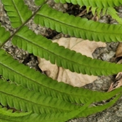 Christella dentata at Stanmore, QLD - 28 Dec 2024