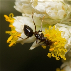 Notoncus sp. (genus) at Downer, ACT - 27 Dec 2024 by RobertD