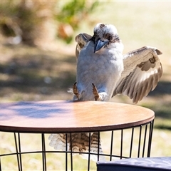 Dacelo novaeguineae (Laughing Kookaburra) at Broulee, NSW - 9 Oct 2019 by AlisonMilton