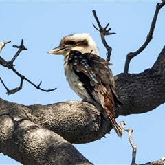 Dacelo novaeguineae at Broulee, NSW - 10 Oct 2019