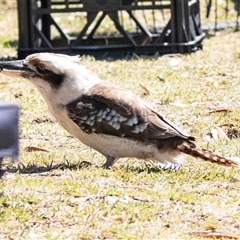Dacelo novaeguineae at Broulee, NSW - 10 Oct 2019 10:39 AM