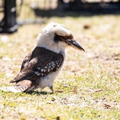 Dacelo novaeguineae at Broulee, NSW - 10 Oct 2019 10:39 AM