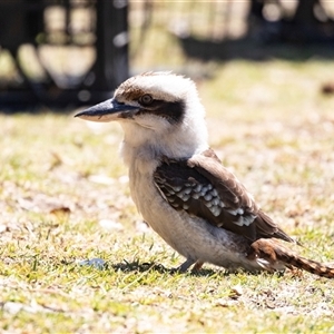 Dacelo novaeguineae at Broulee, NSW - 10 Oct 2019