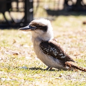Dacelo novaeguineae at Broulee, NSW - 10 Oct 2019 10:39 AM